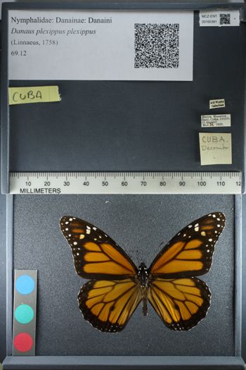 Media type: image;   Entomology 165391